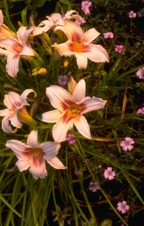 Daglelie - Hemerocallis 'Pink Charm'