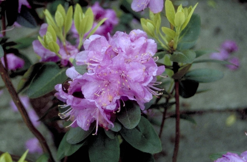 Rododendron - Rhododendron dauricum