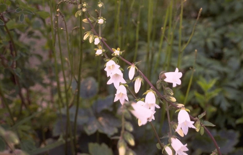 Campanula alliariifolia