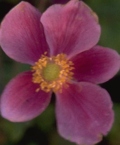 Herfstanemoon - Anemone hupehensis 'Superba'