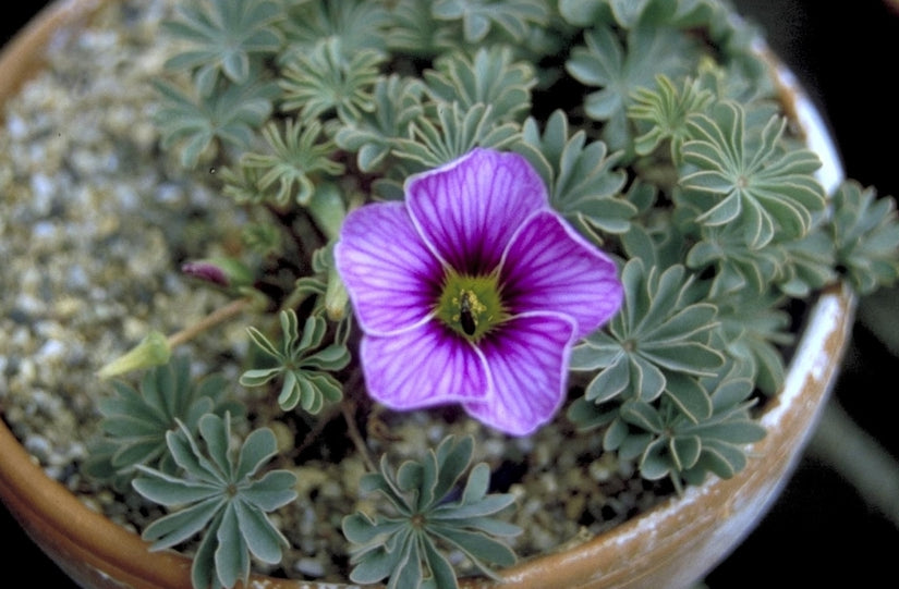 Klaverzuring 'Oxalis patagonica'