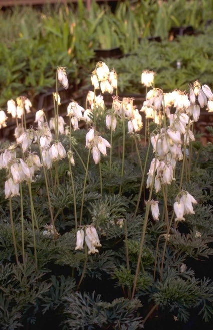 Gebroken hartjes - Dicentra formosa 'Aurora'