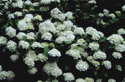 Hortensia - Hydrangea macrophylla 'Mme E. Mouilliere