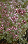 Marjolein - Origanum laevigatum 'Hopleys'