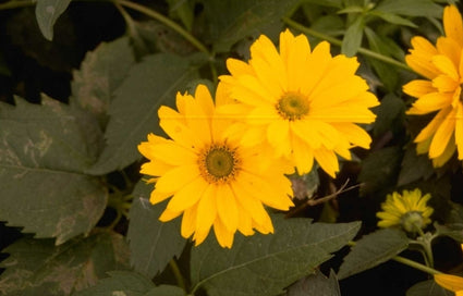 Zonneoog - Heliopsis helianthoides 'Venus'