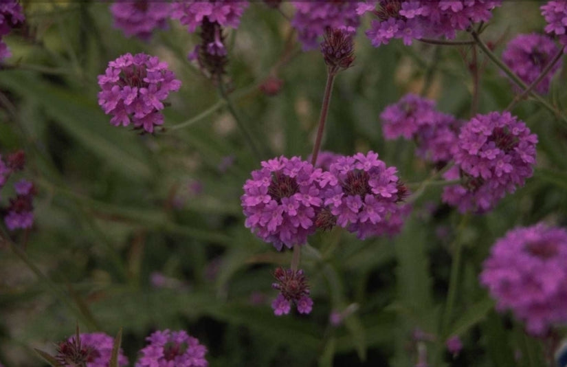 Ijzerhard - Verbena Rigida 'Lilacina'