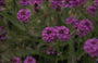 Ijzerhard - Verbena Rigida 'Lilacina'