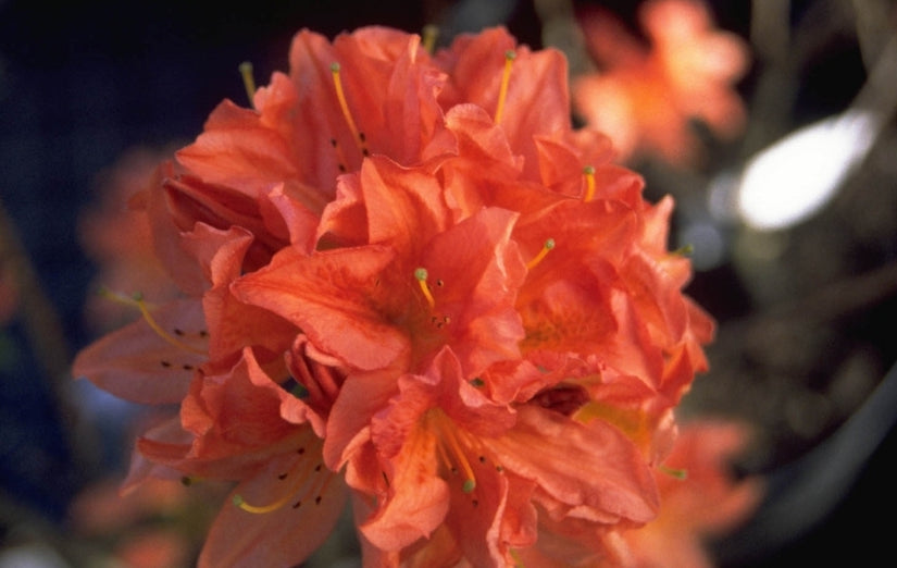 Rododendron - Rhododendron 'Mrs Peter Koster'