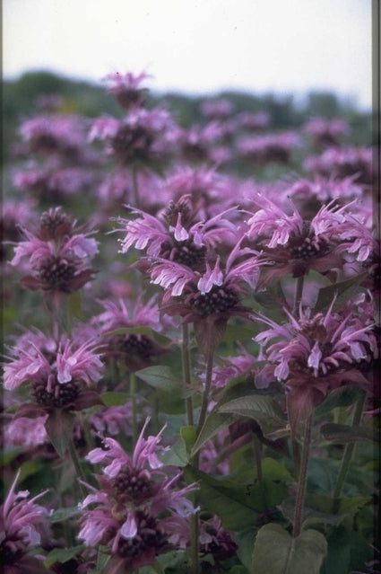 Bergamotplant - Monarda 'Mohawk'