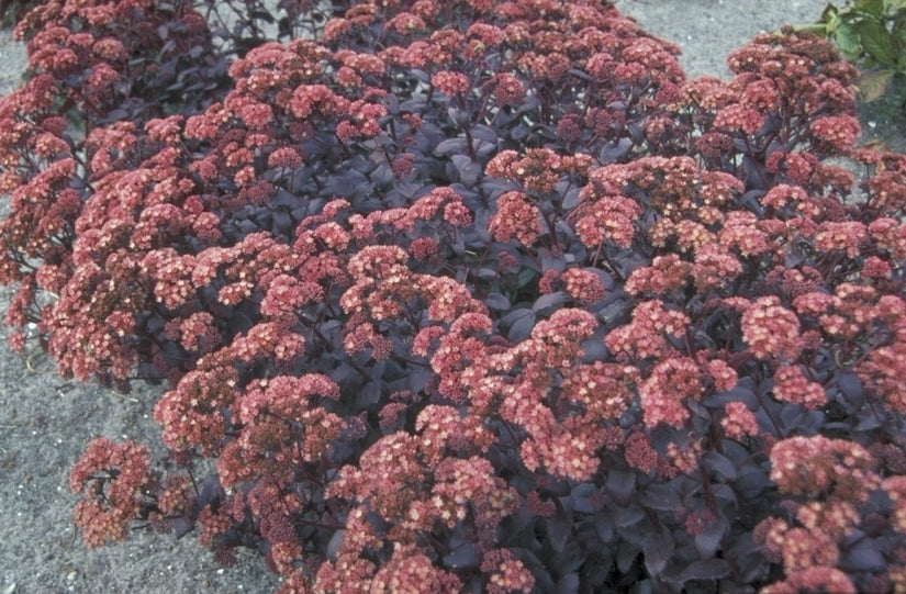 Vetkruid - Sedum 'Purple Emperor'