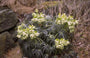 Stinkend nieskruid - Helleborus foetidus