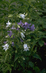 Ruig Klokje - Campanula trachelium 'Alba'