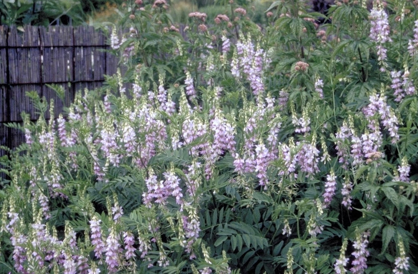 Galega bicolor 'Duchess of Bedford'