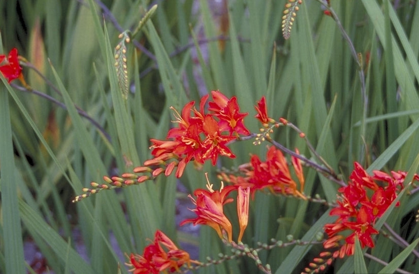 Montbretia - Crocosmia 'Jupiter'