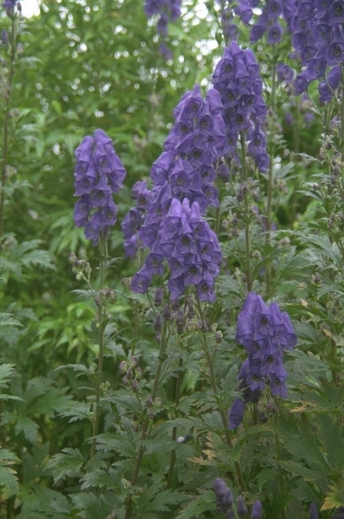 Azuren monnikskap - Aconitum carmichaelii 'Arendsii'