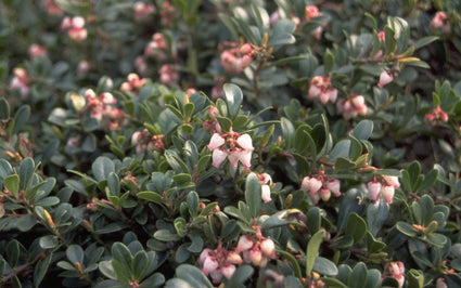 Arctostaphylos uva-ursi