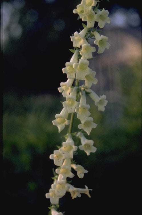 Vingerhoedskruid - Digitalis 'Else'