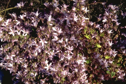 Campanula poscharskyana 'Lisduggan Variety'