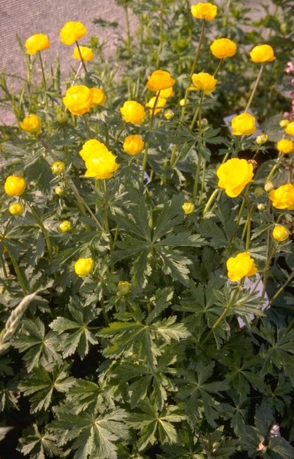 Trollius 'Orange Crest'