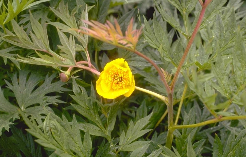 Ooievaarsbek - Geranium sylvaticum 'Silva'