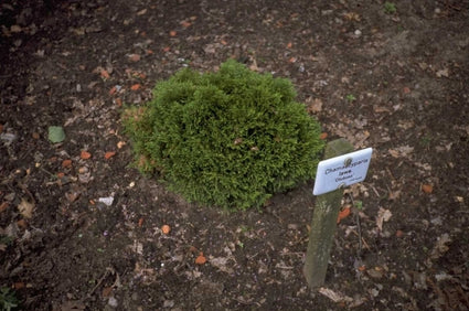 Californische cipres - Chamaecyparis lawsoniana 'Globosa'