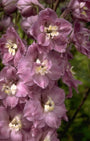 Ridderspoor - Delphinium 'Strawberry Fair'