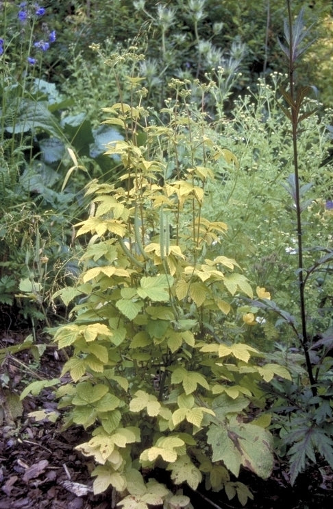 Moerasspirea - Filipendula ulmaria 'Aurea'