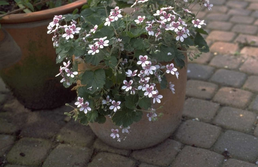 Reigersbek - Erodium hymenodes