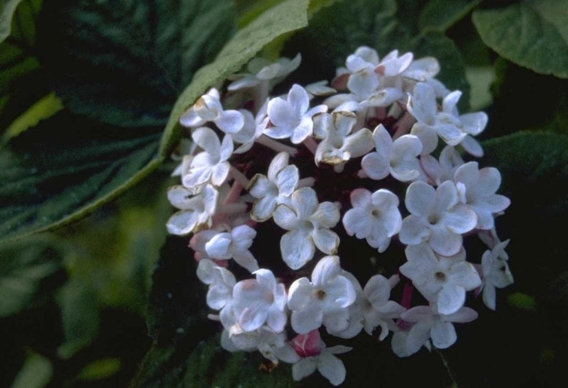 Sneeuwbal - Viburnum Carlesii