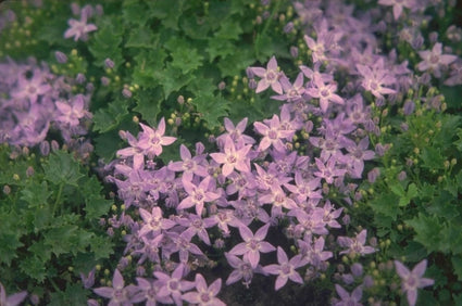 Klokjesbloem - Campanula garganica 'Erinus Major'