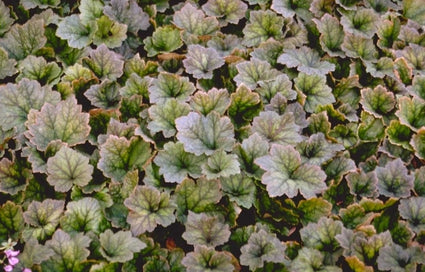 Mijterloof - Tellima grandiflora 'Purpurteppich'