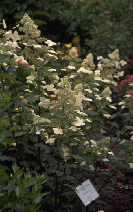 Pluimhortensia - Hydrangea paniculata 'Kyushu'
