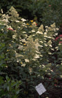 Pluimhortensia - Hydrangea paniculata 'Kyushu'