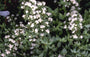 Boerenjasmijn - Philadelphus 'Manteau d'Hermine'