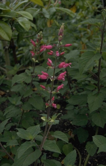 Salie - Salvia involucrata 'Hadspen'