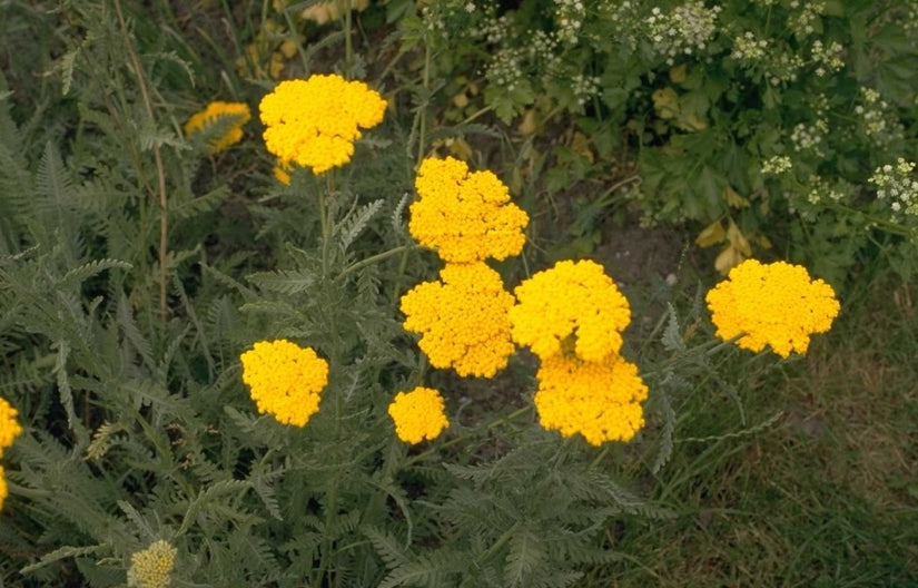 Duizendblad - Achillea filipendulina 'Parker's Variety'