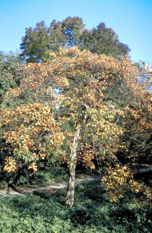 Crataegus nitida