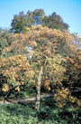 Crataegus nitida