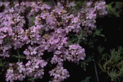 Tijm - Thymus broussonetii