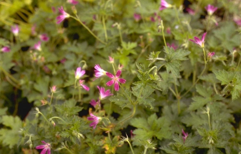 Ooievaarsbek - Geranium x oxonianum 'Thurstonianum'