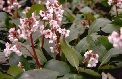 Schoenlappersplant - Bergenia 'Silberlicht'