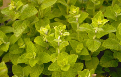 Mentha suaveolens