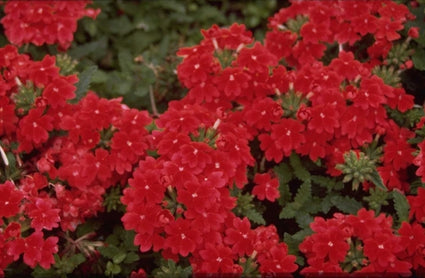 IJzerhard - Verbena 'Romance Scarlet'