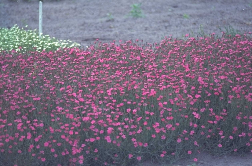 Steenanjer - Dianthus deltoides 'Splendens'