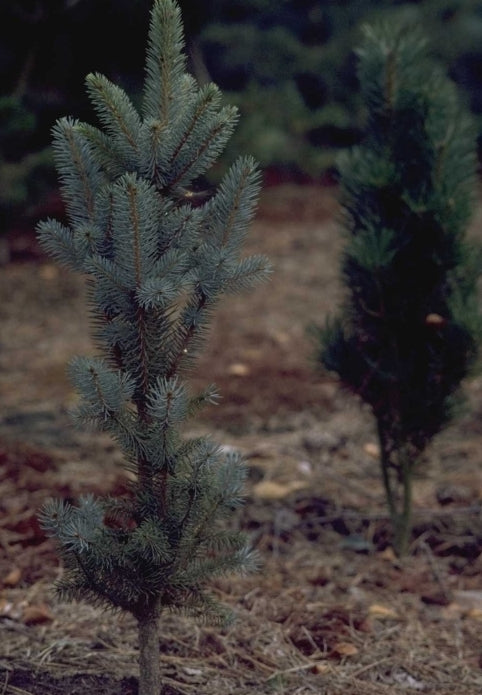 Picea pungens 'Hoto'