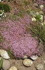 Tijm - Thymus pseudolanuginosus