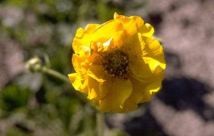 Nagelkruid - Geum chiloense 'Lady Stratheden'