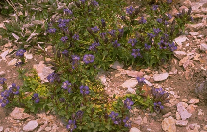 Gentiana affinis