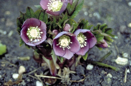 Lenteroos - Helleborus orientalis 'Ballard's Black'