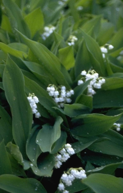 Lelietje van dalen Convallaria majalis